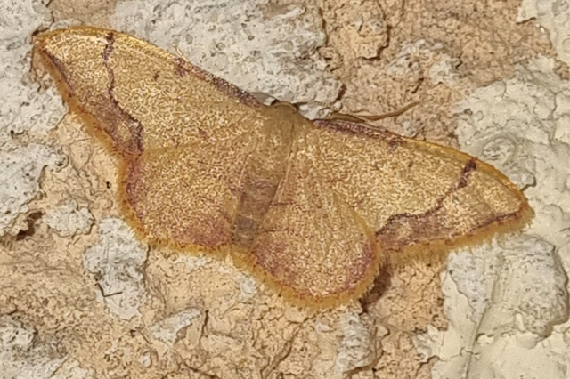 Idaea ostrinaria
